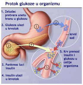 Protok glukoze u organizmu